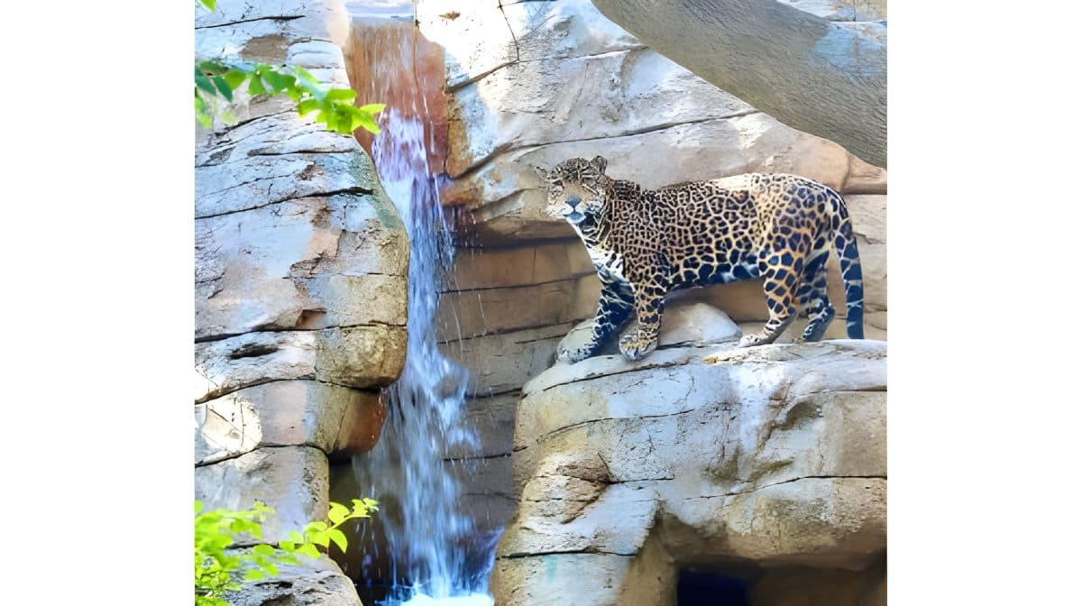 San Antonio: San Antonio Zoo Any Day Ticket Day Tours