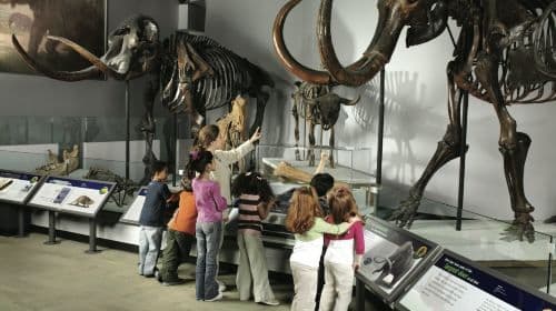 The Field Museum of Natural History: Pass