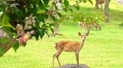 Kyoto Kiyomizu-dera Temple & Fushimi Inari Taisha & Nara Park 1-day tour [Optional 9-person small group] Day Tours