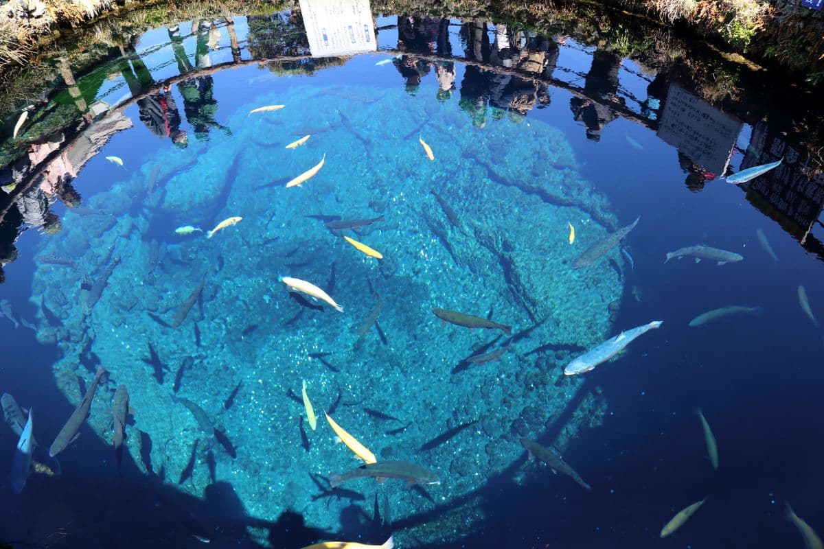 Mount Fuji Day Tour: Tour G