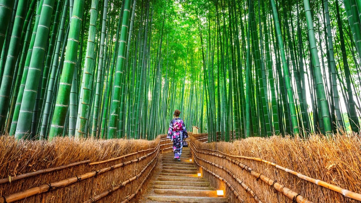 Nijo Castle Kinkakuji Temple Arashiyama Fushimi Inari Shrine Thousand Torii Gates Day Tour