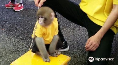 OSARU Land & Animal Town Nikko Saru Gundan