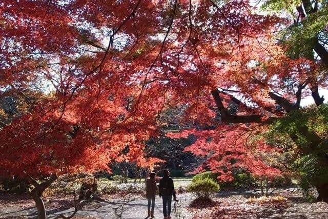 Shinjuku Gyoen National Garden (Must be sold at the original price)