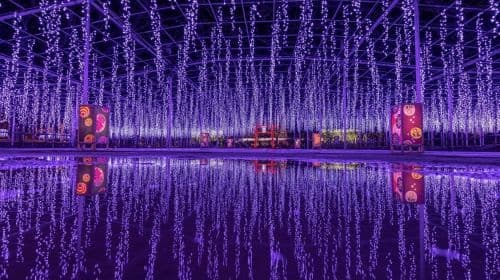 Tokyo: Ashikaga Flower Park with Entry Ticket