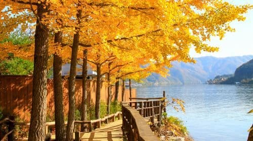 Alpaca World + Nami Island + The Garden of Morning Calm One Day Tour [Depart from Seoul • Family Friendly] Day Tours