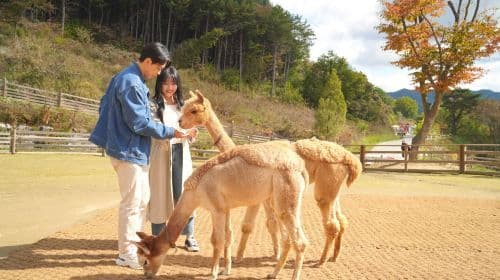 Alpaca World Roundtrip Shuttle Bus One Day Tour (Hongdae/Dongdaemun/Myeongdong pick up and drop off) Day Tours