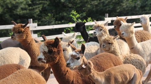 Alpaca World+Nami Island+Garden of Morning Calm one-day tour Day Tours