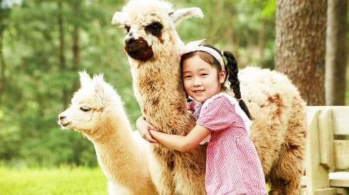 Alpaca World+Nami Island+Garden of Morning Calm one-day tour Day Tours