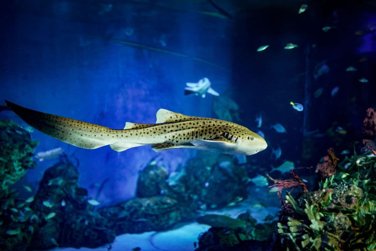 Marine Safari Bali (Oversea)