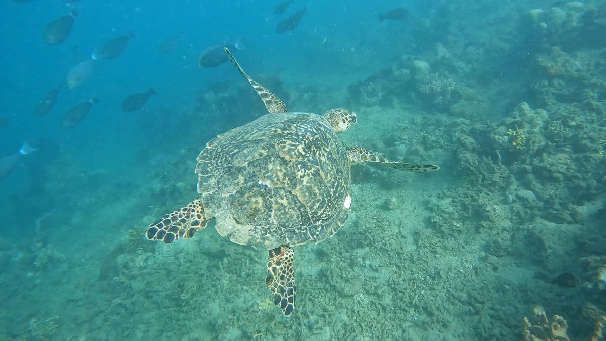 Private Snorkeling Gili Trawangan & Gili Meno Start Point Gili Trawangan