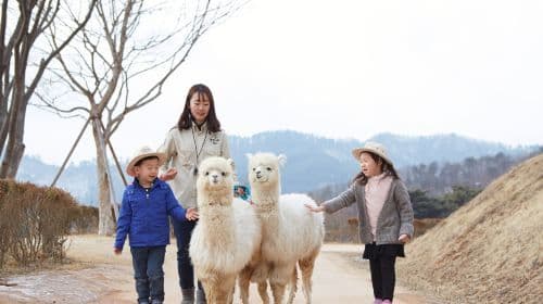 Eobi Ice Valley + Alpaca World + Nami Island + Gangchon Railbike One Day Tour (From Seoul, Winter Exclusive) Day Tours