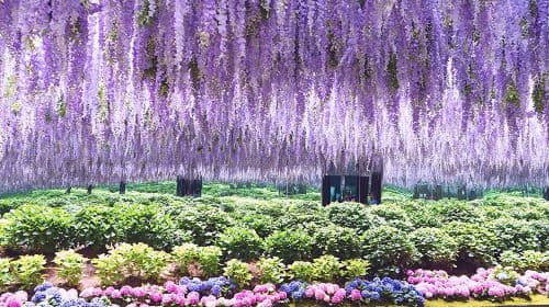 Gapyeong Begonia Bird Park + Nami Island Private Car Charter (Easy Tour Option) Day Tours