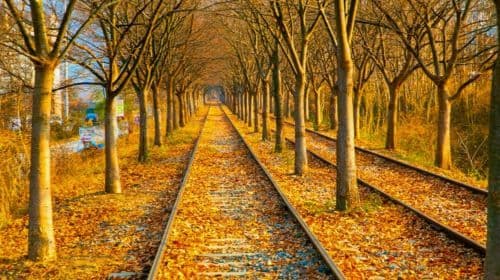 Gyeonggi Province|Nami Island X Gangchon Rail Bike X Morning Calm Arboretum Day Tours