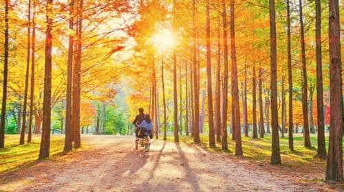 Gyeonggi-do, South Korea|Gapyeong Begonia Bird Garden X Nami Island Day Tours