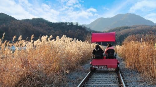 Gyeonggi-do, South Korea|Gapyeong Begonia Bird Park x Rail Bike x Petite France x Italian Village Day Tours