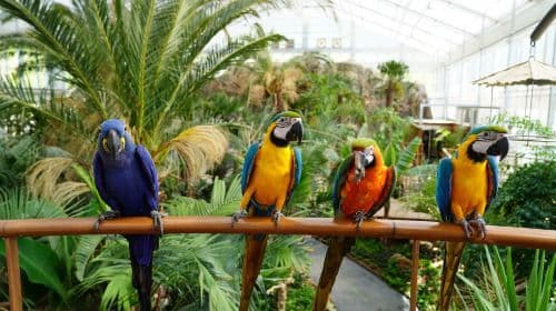 Gyeonggi-do, South Korea|Gapyeong Begonia Bird Park x Rail Bike x Petite France x Italian Village Day Tours