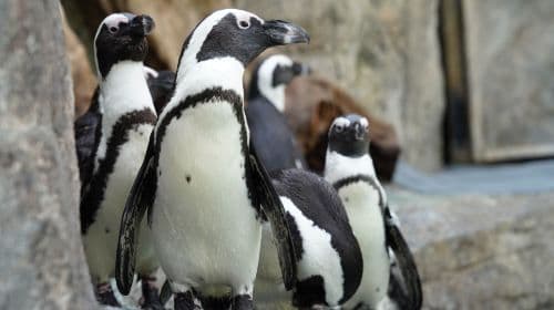 Gyeonggi-do, South Korea|Gapyeong Begonia Bird Park x Rail Bike x Petite France x Italian Village Day Tours