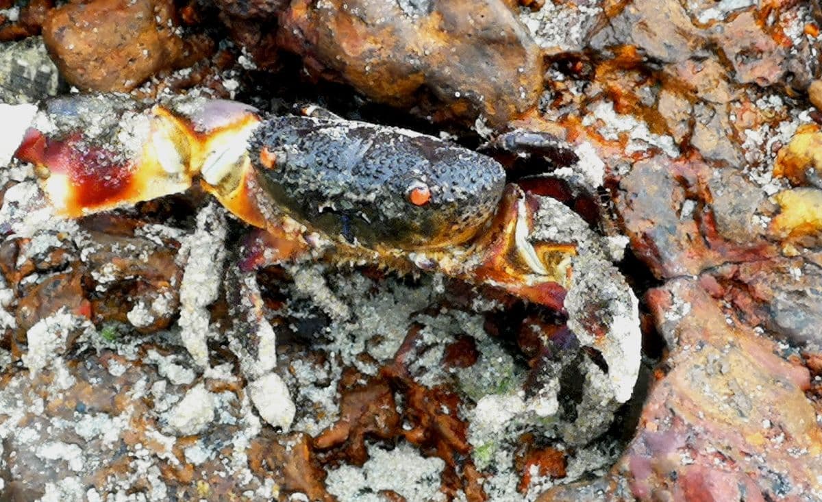 Desaru Beach and Tide Pool Discovery Walking Tour