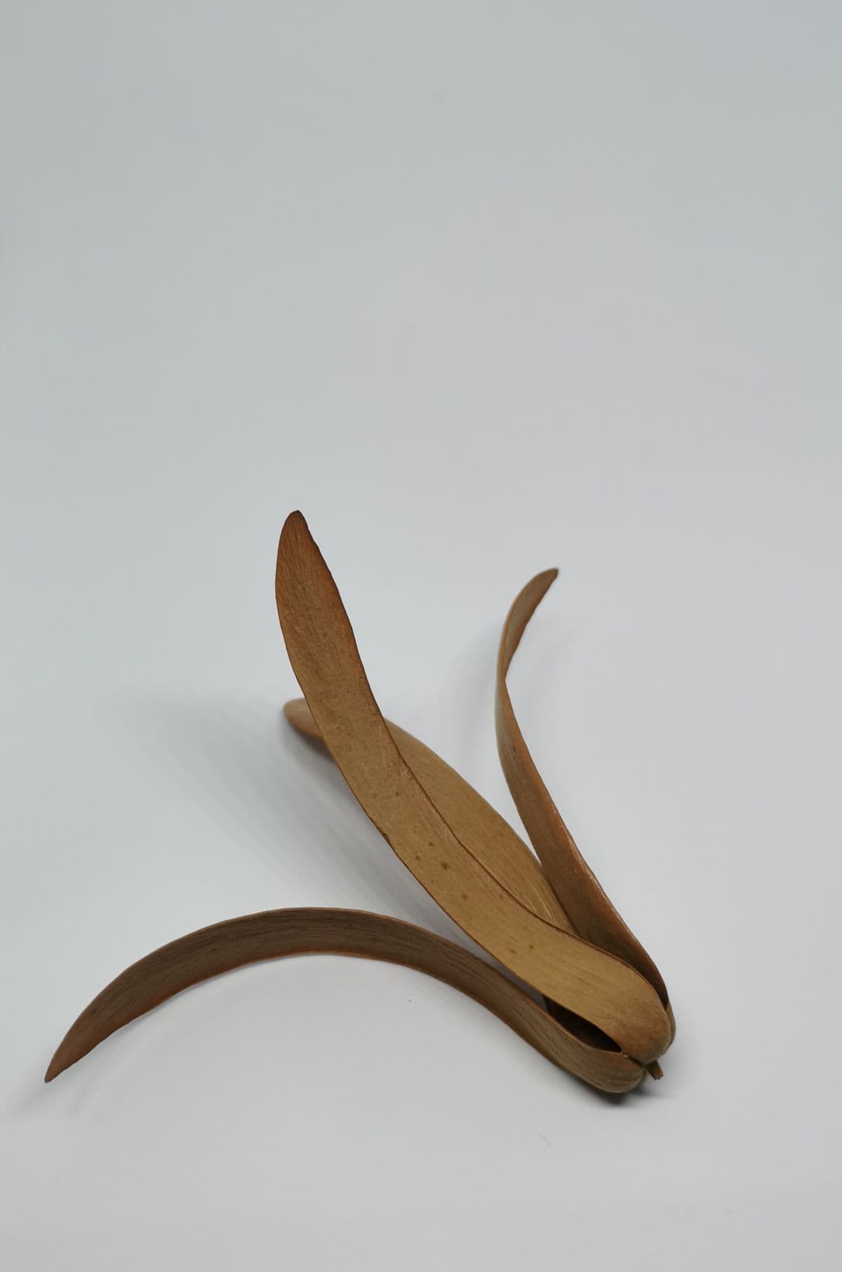 Panti Rainforest Awakening from Desaru Johor - Share Tour Option