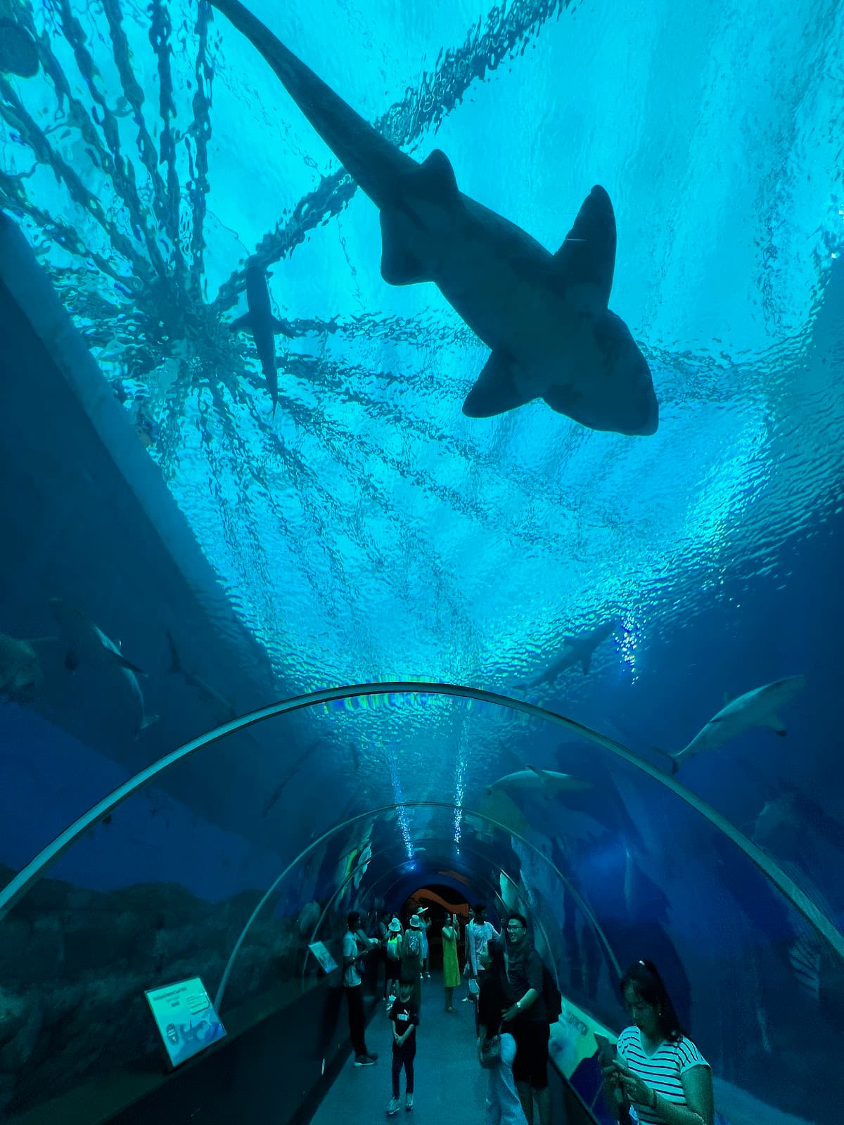 [Special] Singapore Oceanarium