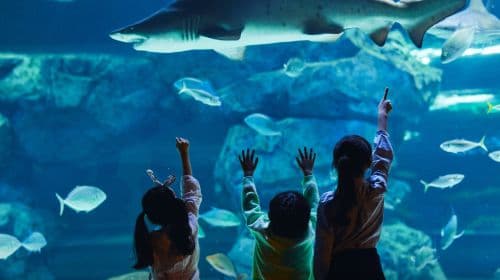 Aqua Planet, Gwanggyo