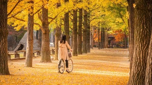 Nami Island + Gapyeong Begonia Bird Park + Gangchon RailBike One Day Tour (Depart from Seoul) Day Tours
