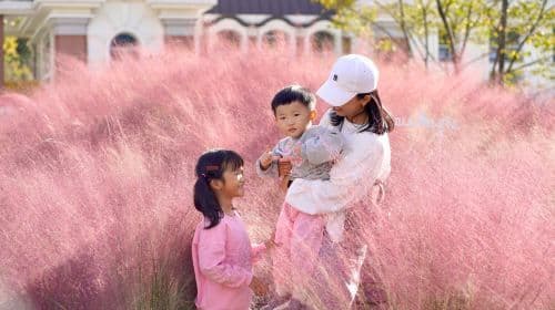 Nami Island + Gapyeong Begonia Bird Park + Gangchon RailBike One Day Tour (Depart from Seoul) Day Tours