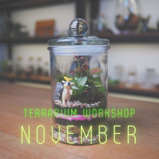 Terrarium Workshop
