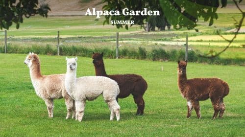 Nami Island, Rail Bike, Gapyeong Sheep and Alpaca Farm, and Starlight Festival Day Tours