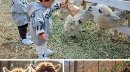 Nami Island, Rail Bike, Gapyeong Sheep and Alpaca Farm, and Starlight Festival Day Tours