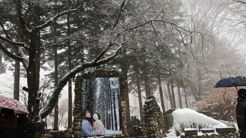 Seoul: Alpaca/Nami/Eobi(+RailBike, Strawberry optional) Tour Day Tours