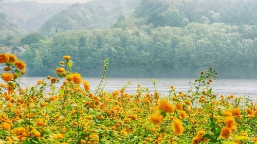 Seoul: Nami Island & Railbike & Begonia Bird Park Day Tour Day Tours