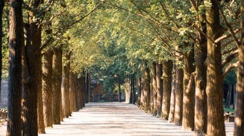 Summer and fall limited edition | From Seoul: Seoraksan + Nami Island 1-day tour Day Tours