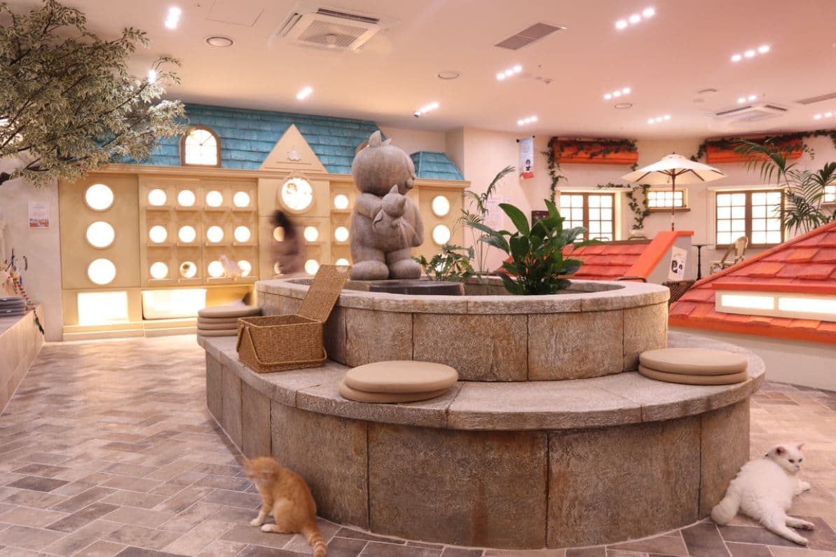 [Hongdae] Roofcatme Cat Café Weekday Discount Admission
