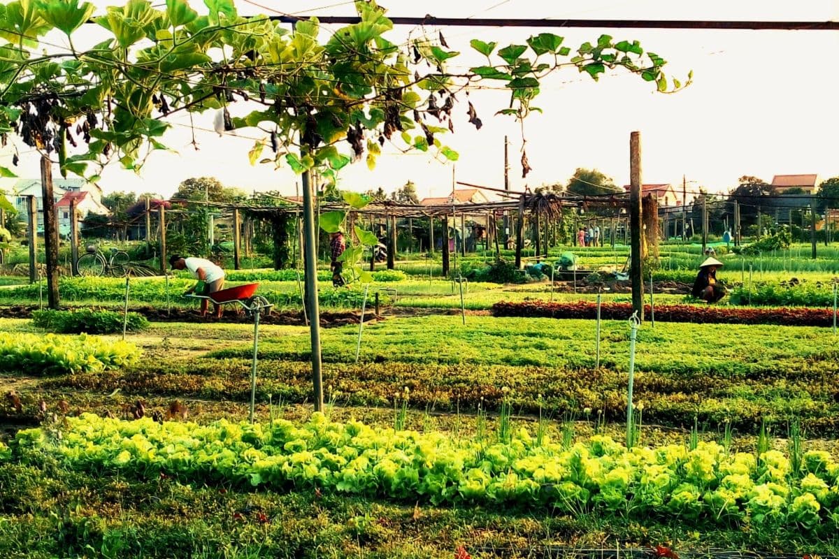 Lantern Making Class and Tra Que Bike Tour