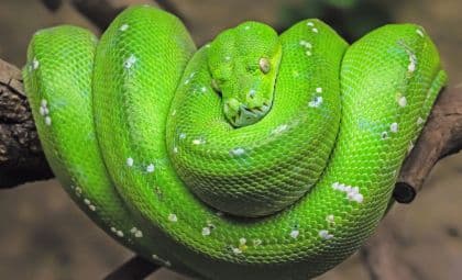 Vinpearl Safari Phu Quoc