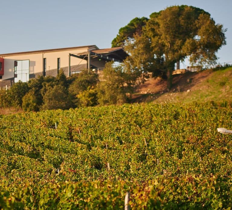 Saint-Émilion: Grand Cru Classé Winery Visit and Tasting