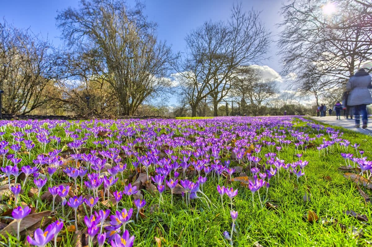 Royal Botanic Gardens, Kew