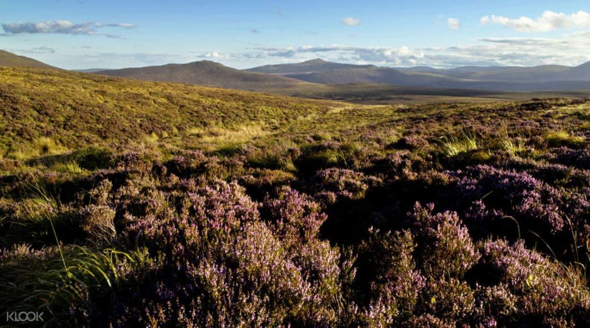 Wicklow Mountains and Glendalough Tour from Dublin