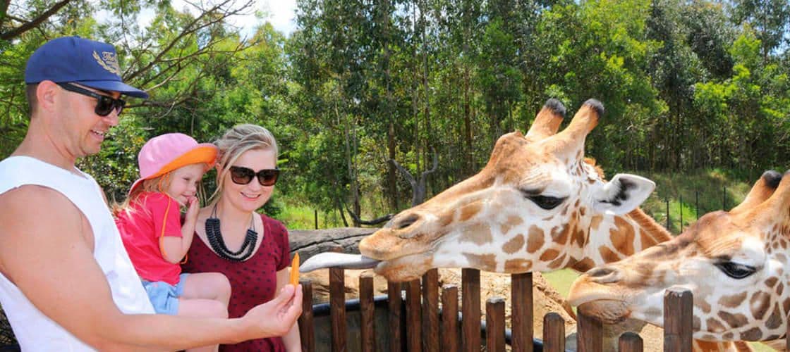 Australia Zoo 入場券(Sunshine Coast ホテル送迎付き)