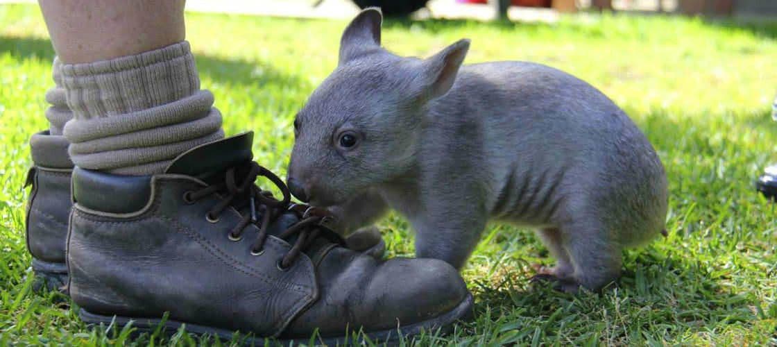 Billets pour le Bonorong Wildlife Sanctuary