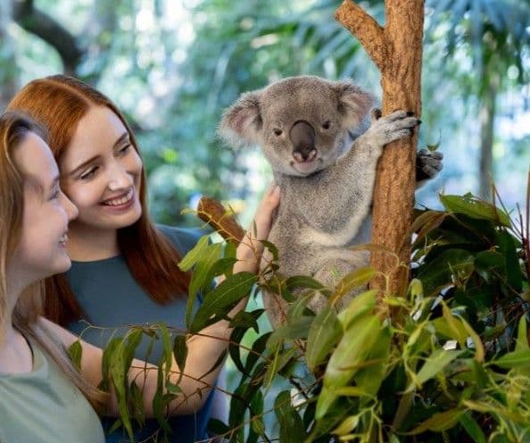 Lone Pine Koala Sanctuary General Admission Tickets