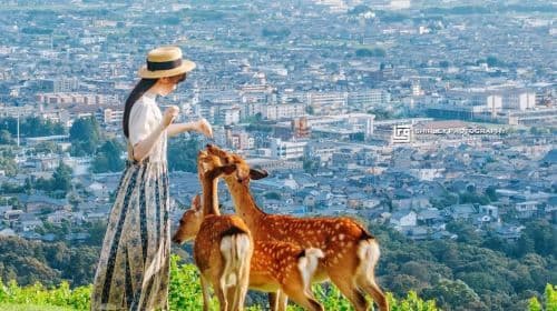 Nara Park Day Tours