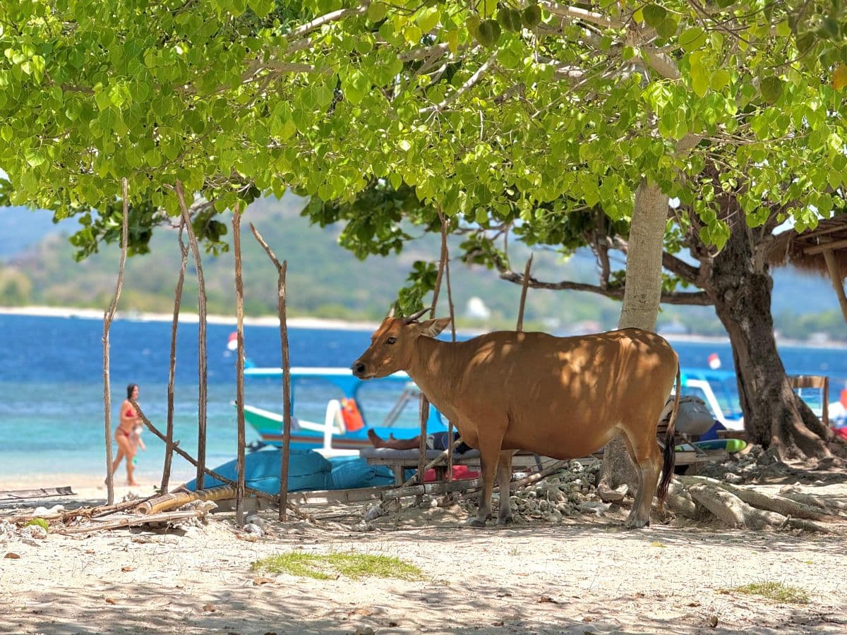 Lombok : Private Snorkeling Gili Asahan, Gili Goleng, Gili Layar and Gili Gede
